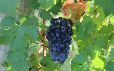Conseils agriculture biodynamique